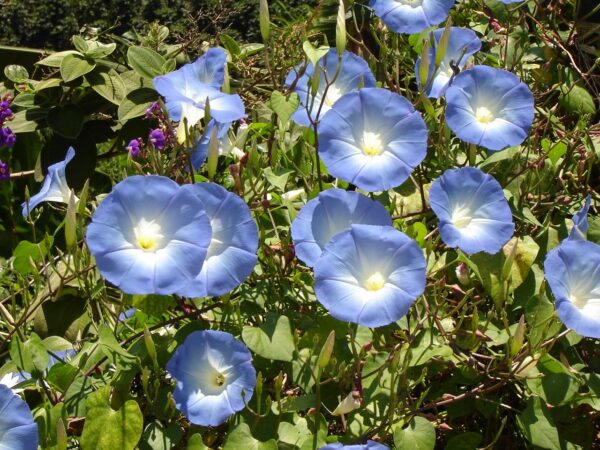 Kit para sembrar un jardín de flores