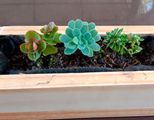 kit de siembra Jardin de suculentas
