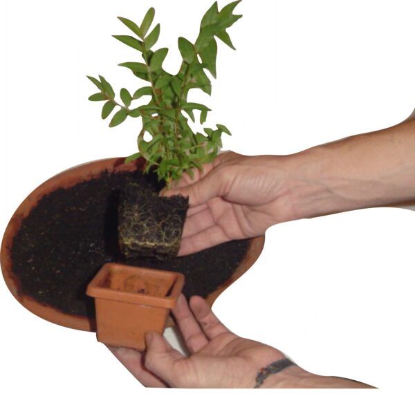Volante tarjeta plantable y germinable elaborada en papel semilla premium