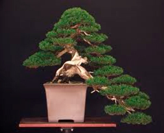 Bonsai