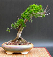 Bonsai