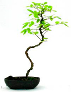 Bonsai