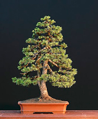 Bonsai