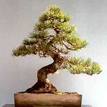 Bonsai