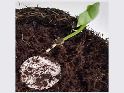 papel semilla plantable