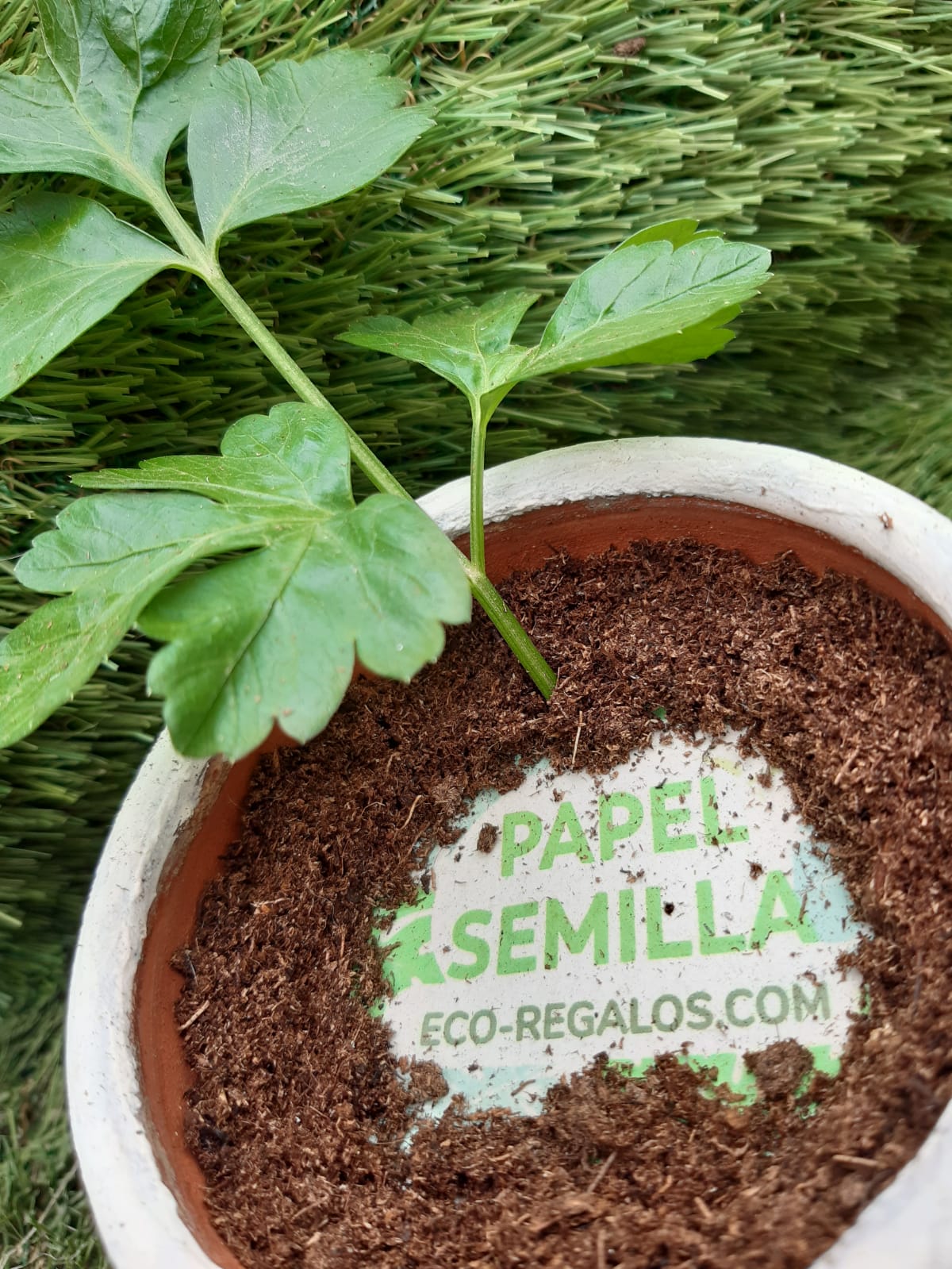 Papel y lapices germinables